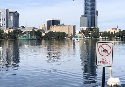 How Many Swans Are In Lake Eola Park